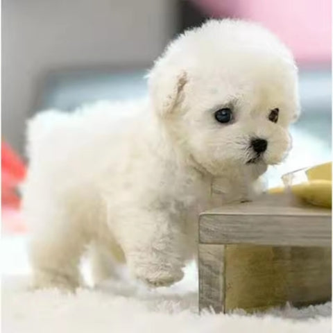 🎁Last Day Promotion 65% OFF🐶 My Realistic Robot Puppy🐶